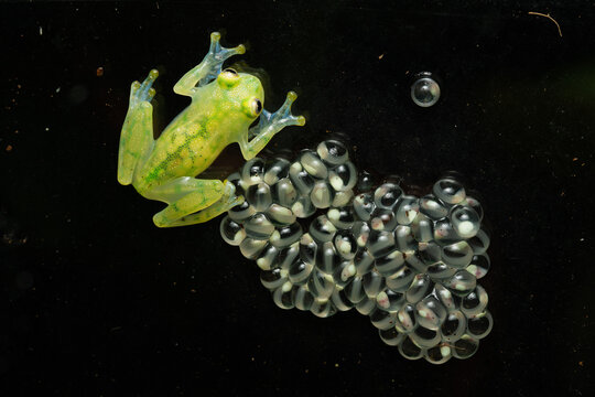Glass frog guarding a clutch of eggs