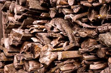 close up of a tree