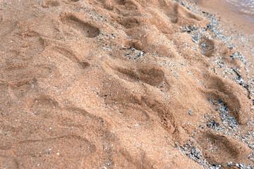 Closeup Sand with small shell and stone at beach coastline or seaside