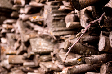 close up of a tree