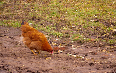 chicken on the ground