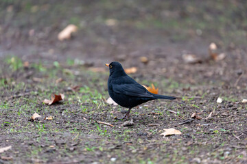 Blackbird walking in the park
