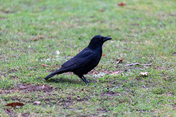 Crow walking in a park