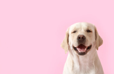 Cute Labrador dog on pink background