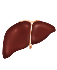 Human liver system anatomy illustration
