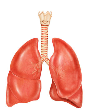 Human Lungs system anatomy illustration
