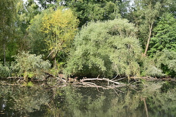 dichte Bäume spiegeln sich im Wasser Baum am Wasser, See mit Sumpf