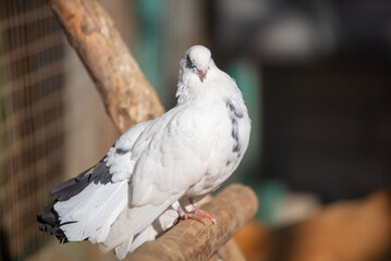 Portrait of a white dove on the farm.