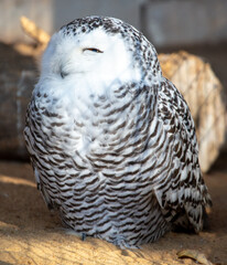 Portrait of a sleeping owl at the zoo.