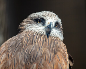 Portrait of an eagle at the zoo.