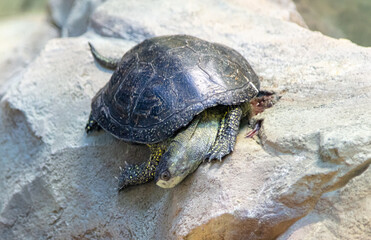 Portrait of a turtle on a large stone.