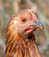 Portrait of a chicken on the farm.