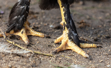 Rooster paws on the ground at the farm.