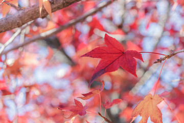 赤いカエデ