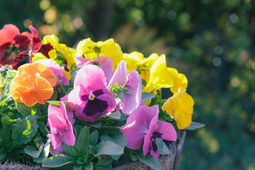 パンジーの寄せ植え