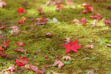 苔に落ちた赤いもみじ