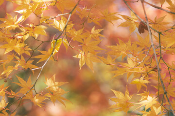 輝く黄色いもみじ