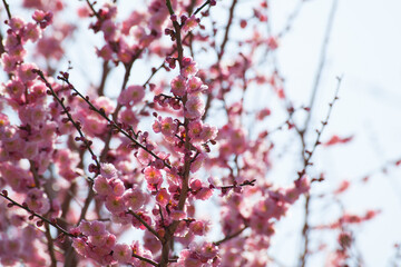 Plum blossom