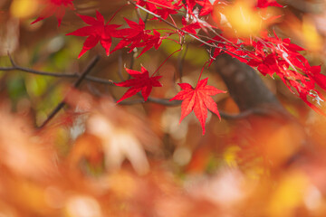 真っ赤なもみじ