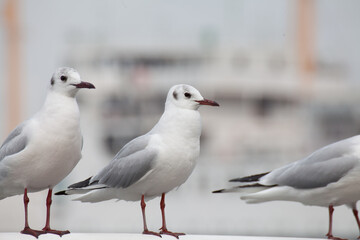 Seagull