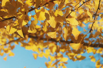 イチョウの木の下で