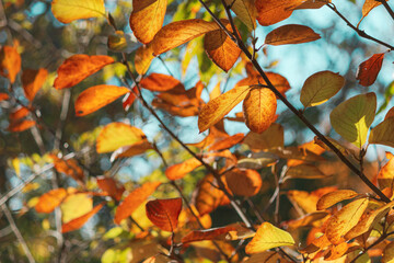 色づく葉