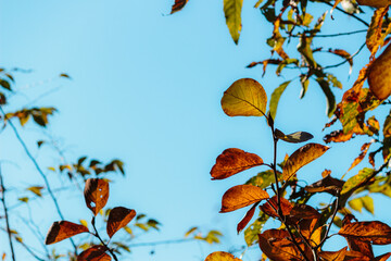 色づく葉と青空
