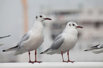 Obraz premium Seagull