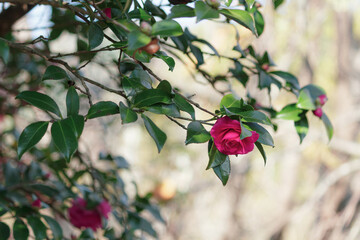 小さな山茶花