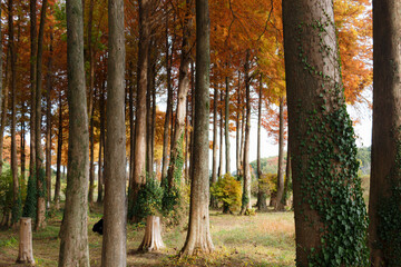 メタセコイアの森の中で