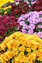 Colorful chrysanthemum flowers outdoors