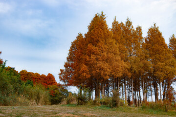 メタセコイアの森2