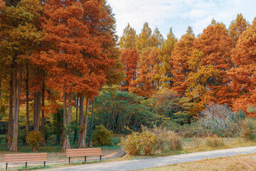 メタセコイアの森とベンチ