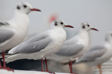 Obraz premium Seagull