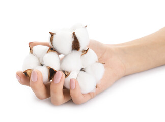 Female hand with cotton flowers on white background