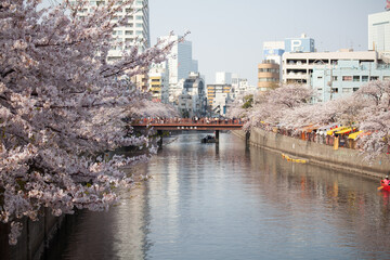 Cherry blossoms