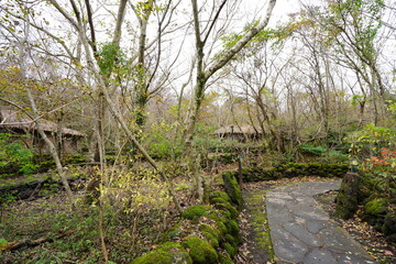 hut in a deep forest