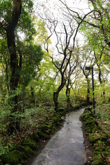 an autumn forest with a footpath