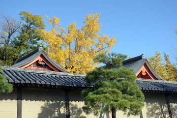 Fototapeta premium 秋の東寺 八幡社殿 京都市南区