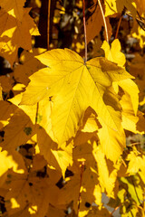 Close up dry autumn  maple tree leaf background 