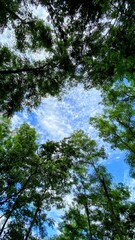 trees and sky