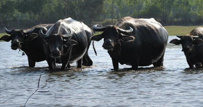 A group of buffalo looks at the camera, a group of buffaloes in the countryside