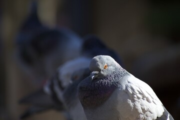 Close-up of a street pigeon basking in the sun with other pigeons.