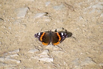 Close-up of a butterfly perched on rocky ground on a sunny day.