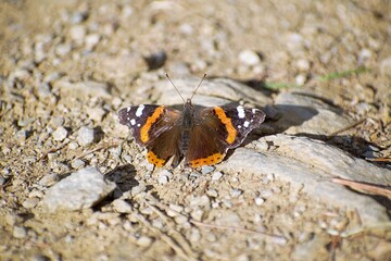 Close-up of a butterfly perched on rocky ground on a sunny day.
