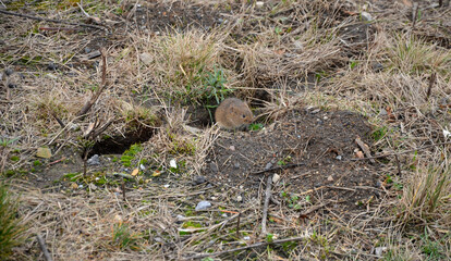 fields and meadows in autumn were occupied by mice and voles. they make burrows and creep into them in case of danger.