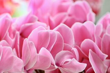 Obraz premium ピンクのシクラメンの花