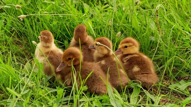 Little goslings eating grass on traditional free range poultry farm. A flock of geese is on the meadow in the village. Young goslings run across lawn at sunset. Brood of young goslings nibble grass