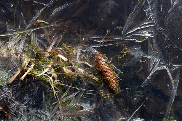 Frozen edge of the river bank with grass and a fir cone close-up