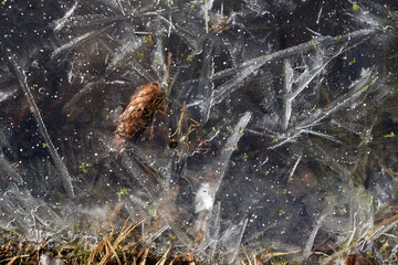 Ice cover coast river with frozen grass and fir cone in the early cold morning